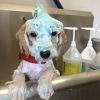 Dog Shampooing
